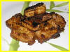 Bandel karang (spicy pork ribs)