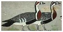Maidoun geese
