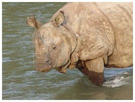 Click for large rhino