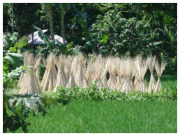 Jute sticks, dried to use as fuel