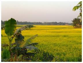 Field of mustard seed