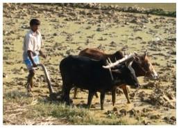 Agricultural work is done by hand