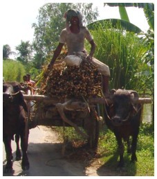 Heavy car pulled by oxen