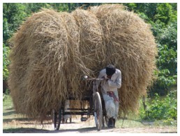 Struggling to pull the hay forward