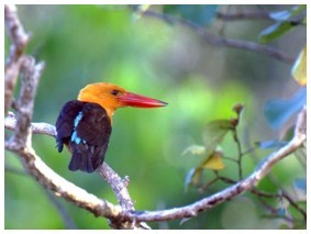 Brown-winged kingfisher