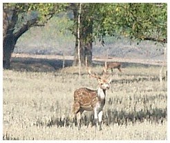 Spotted deer