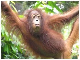 Click for a large orangutan